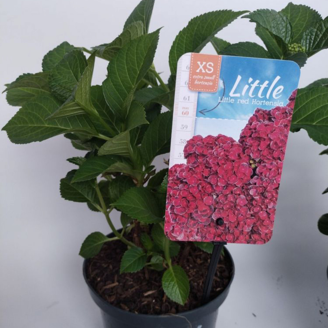 Гортензия крупнолистная Литтл XS Ред (Little XS Red)