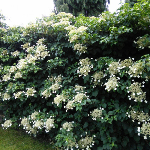 Гортензия плетистая (черешковая) / Hydrangea anomala subsp. petiolaris