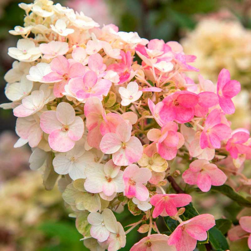 Саженцы Гортензия метельчатая Little Blossom (Литл Блоссом)