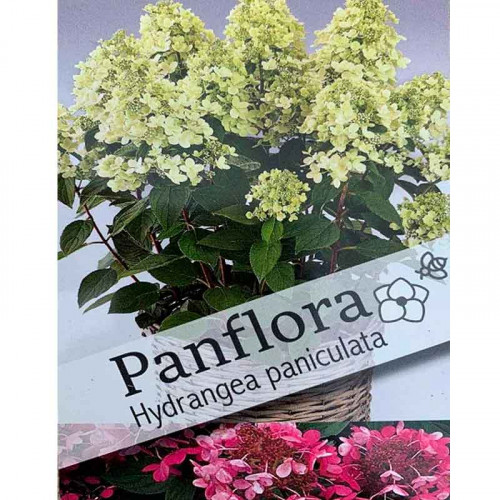 Гортензия метельчатая Панфлора (Panflora), саженец ЗКС, контейнер P14 (14 × 14 см)