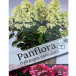 Гортензия метельчатая Панфлора (Panflora), саженец ЗКС, контейнер P14 (14 × 14 см)