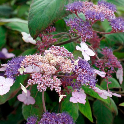 Гортензия покрывальцевая (Hydrangea involucrata)