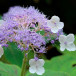 Гортензия покрывальцевая (Hydrangea involucrata)