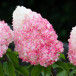 Гортензия метельчатая Pink & Rose (Пинк энд Роуз), укорененный черенок, P9