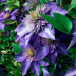 Клематис Мульти Блю (Multi Blue), крупноцветковый 