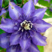 Клематис Мульти Блю (Multi Blue), крупноцветковый 