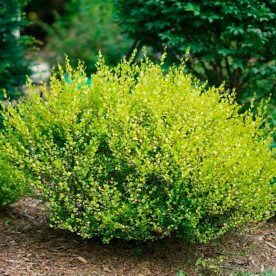 Берёза карликовая (Betula nаnа)