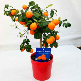 Цитрус лиметта росса (Citrus limetta rossa)