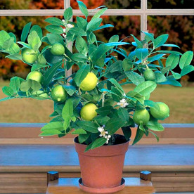Лайм (Citrus aurantiifolia)
