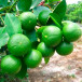 Лайм (Citrus aurantiifolia)