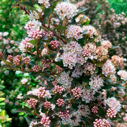 Пузыреплодник калинолистный Sweet Cherry Teа (Свит Черри Ти) 