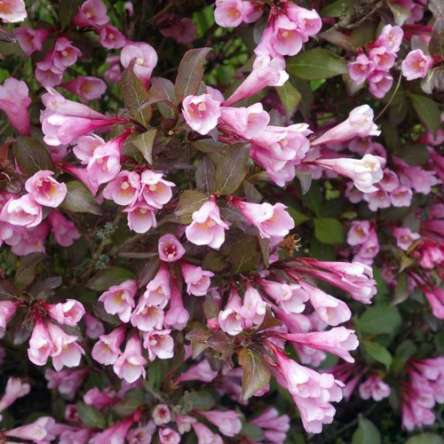 Вейгела цветущая Фолис Пурпурис (Foliis Purpureis)