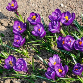 Крокус Флауэр Рекорд (Flower Record)