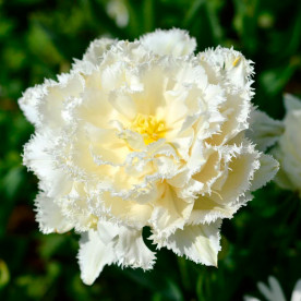 Тюльпан бахромчатый Snow Crystal