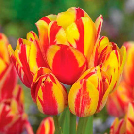 Тюльпан многоцветковый Уандер Клаб (Wonder Club)