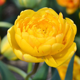 Тюльпан махровый Yellow Pomponette
