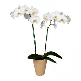 Орхидея фаленопсис Adelaide