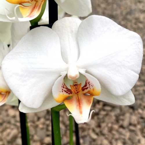 Фото по запросу Орхидея горшке