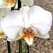 Орхидея фаленопсис Adelaide