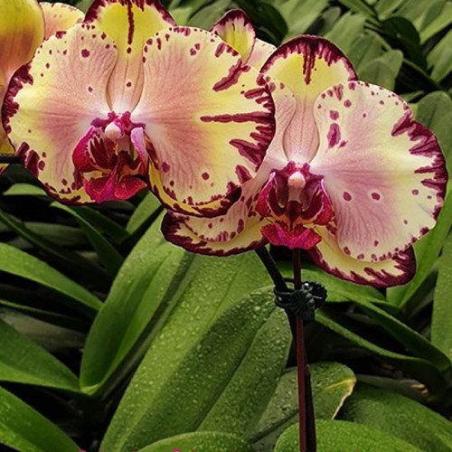 Орхидея Фаленопсис Miki Crown
