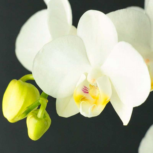 Орхидея фаленопсис Denebola