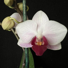 Орхидея фаленопсис Little Gem Stripes 