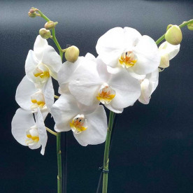 Орхидея фаленопсис Виндзор (Windsor)