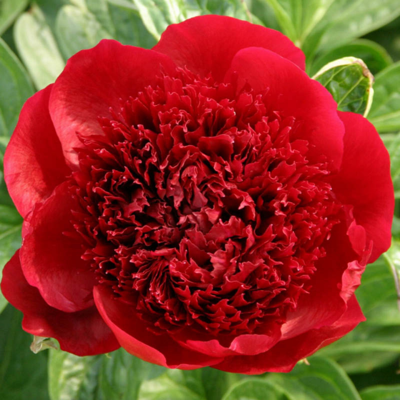 Пион Red Charm, селекция Glassock, 1944 г. 