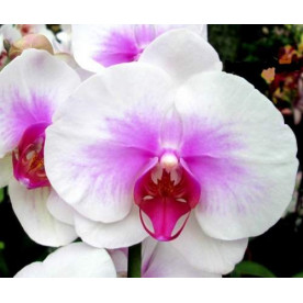 Орхидея Фаленопсис  Mountion