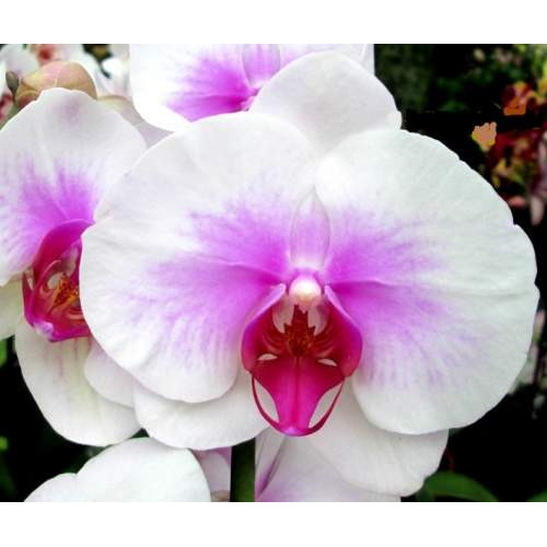 Орхидея Фаленопсис  Mountion