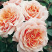 Роза парковая Поль Бокюз (Paul Bocuse), селекция Massad, Франция, 1992 г. 