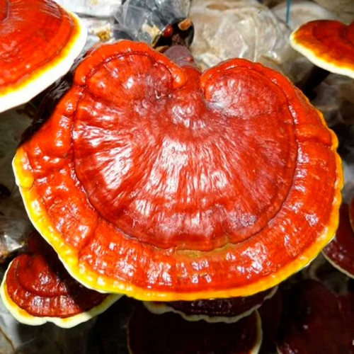 Мицелий Рейши (гриб бессмертия)
