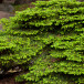 Ель обыкновенная Нидиформис  (Picea abies Nidiformis)