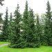 Ель Сербская (Picea omorika)