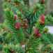 Ель Сербская (Picea omorika)