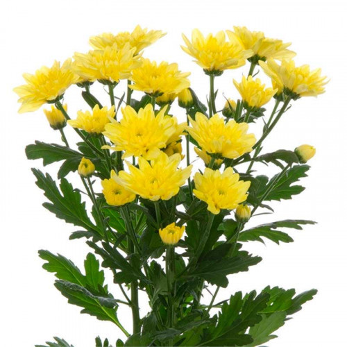 Хризантема садовая Baltica Yellow (Балтика Йеллоу)