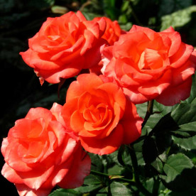 Роза миниатюрная Алегрия (Alegria, Ruiortro)
