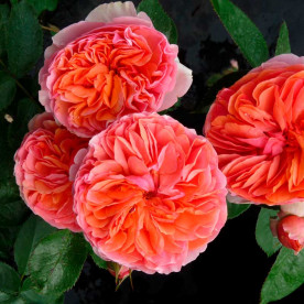 Роза парковая Чиппендейл (Chippendale), селекция Тантау