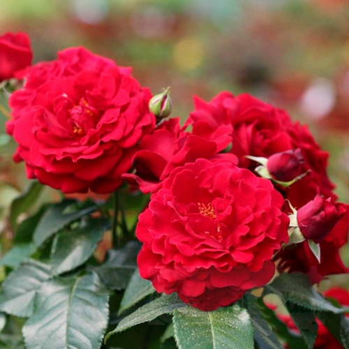 Роза парковая Драга Фрайла (Draga Frayla), селекция Pheno Geno Roses, Сербия