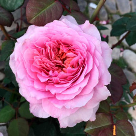 Роза чайно-гибридная Айсфогель (Eisvogel), селекция Тантау