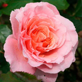 Роза парковая Лоран Каброль (Laurent Cabrol)