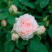 Роза канадская парковая Morden Blush (Морден Блаш)