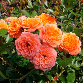 Роза миниатюрная Нинетта (Ninetta или Honeybun), селекция Тантау