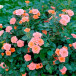 Роза патио Нинетта (Ninetta или Honeybun), селекция Tantau, Германия, 2006 г. 