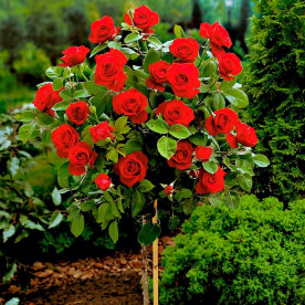 Роза штамбовая флорибунда Оптима Ред (Optima Red)
