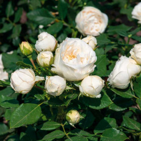 Роза флорибунда Перл Ваза (Pearl Vasa)