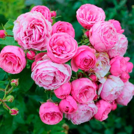 Роза флорибунда Помпонелла (Pomponella), селекция Кордес