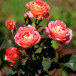 Роза парковая Приёр де Сан Косм (Prieure de St Cosme)