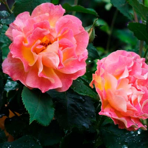 Роза парковая Приёр де Сан Косм (Prieure de St Cosme)