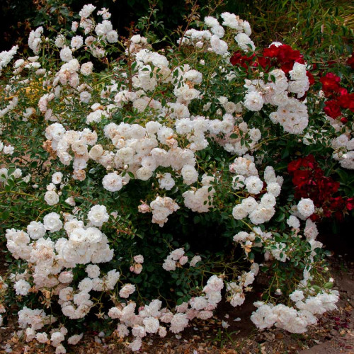 Роза почвопокровная Sea Foam (Морская пена)